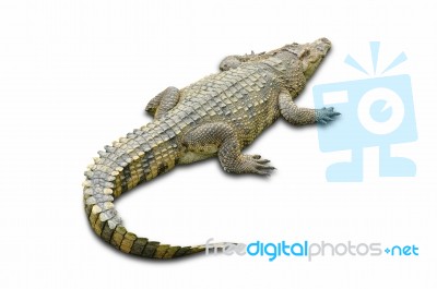 Crocodile Stock Photo