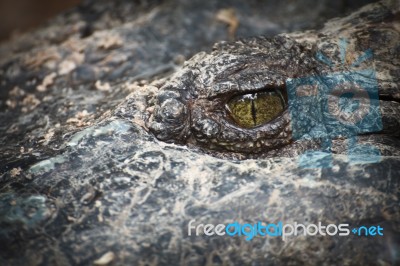 Crocodile Stock Photo