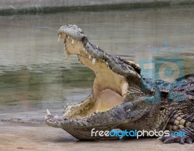 Crocodile Stock Photo