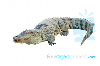 Crocodile Stock Photo