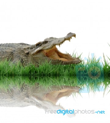 Crocodile Stock Photo