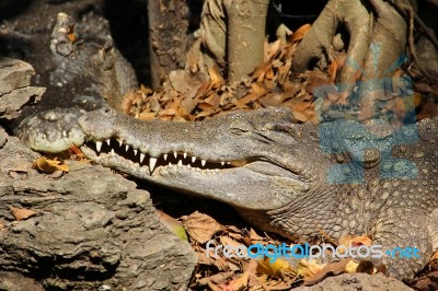 Crocodile Stock Photo