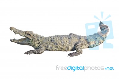 Crocodile  Stock Photo