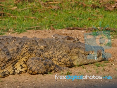 Crocodile Stock Photo