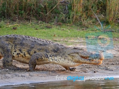 Crocodile Stock Photo