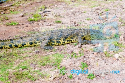 Crocodile Stock Photo