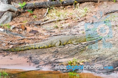 Crocodile Stock Photo