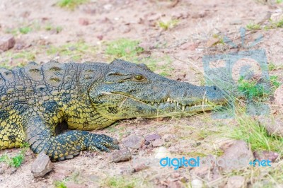 Crocodile Stock Photo