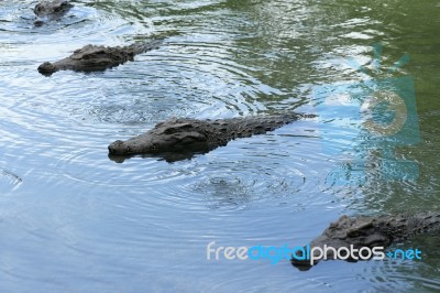 Crocodile Stock Photo