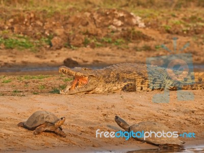 Crocodile And Turtles Stock Photo