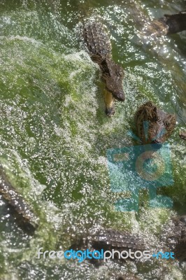 Crocodile Breeding Farm In Siem Reap, Cambodia Stock Photo