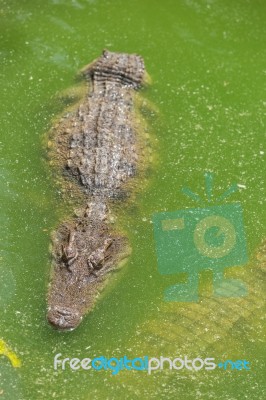 Crocodile Breeding Farm In Siem Reap, Cambodia Stock Photo