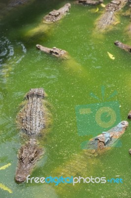 Crocodile Breeding Farm In Siem Reap, Cambodia Stock Photo