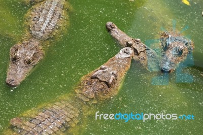 Crocodile Breeding Farm In Siem Reap, Cambodia Stock Photo