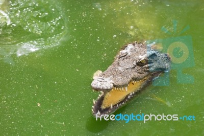 Crocodile Breeding Farm In Siem Reap, Cambodia Stock Photo