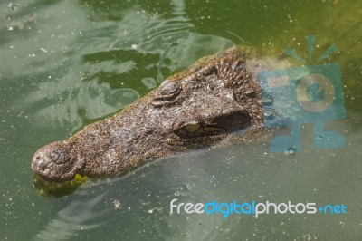 Crocodile Breeding Farm In Siem Reap, Cambodia Stock Photo