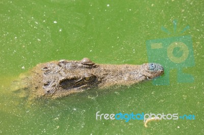 Crocodile Breeding Farm In Siem Reap, Cambodia Stock Photo