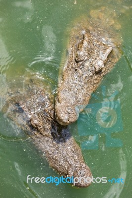 Crocodile Breeding Farm In Siem Reap, Cambodia Stock Photo