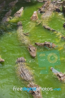 Crocodile Breeding Farm In Siem Reap, Cambodia Stock Photo