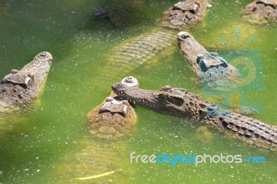 Crocodile Breeding Farm In Siem Reap, Cambodia Stock Photo