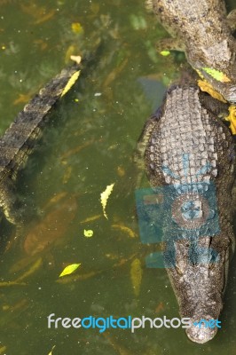 Crocodile Breeding Farm In Siem Reap, Cambodia Stock Photo