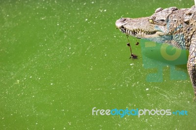 Crocodile Breeding Farm In Siem Reap, Cambodia Stock Photo