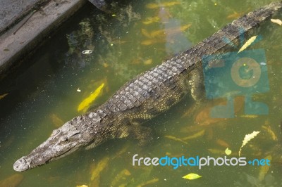 Crocodile Breeding Farm In Siem Reap, Cambodia Stock Photo