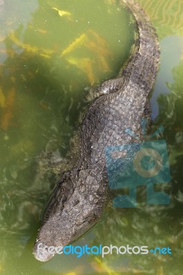 Crocodile Breeding Farm In Siem Reap, Cambodia Stock Photo