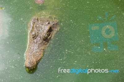 Crocodile Breeding Farm In Siem Reap, Cambodia Stock Photo