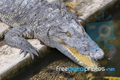 Crocodile Chilling Out On The Sun With Open Jaws Stock Photo