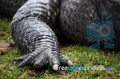 Crocodile Claw Stock Photo