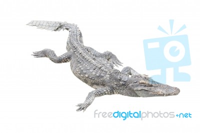 Crocodile Close Mouth Stay Rest On White Background Stock Photo