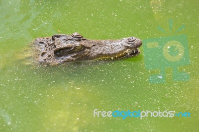 Crocodile Head With Closed Jaws Closeup Stock Photo