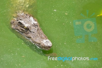 Crocodile Head With Closed Jaws Closeup Stock Photo