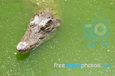 Crocodile Head With Closed Jaws Closeup Stock Photo