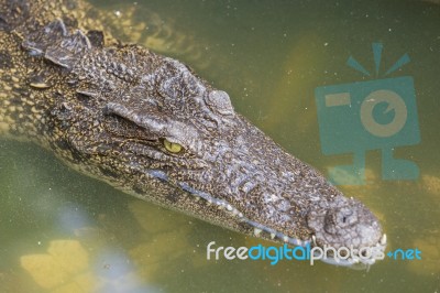 Crocodile Head With Closed Jaws Closeup Stock Photo