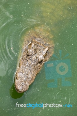 Crocodile Head With Closed Jaws Closeup Stock Photo