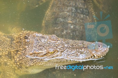 Crocodile Head With Closed Jaws Closeup Stock Photo