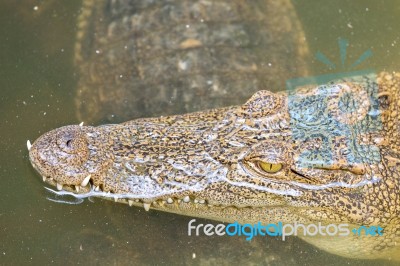 Crocodile Head With Closed Jaws Closeup Stock Photo