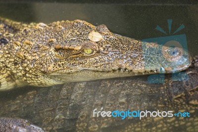 Crocodile Head With Closed Jaws Closeup Stock Photo