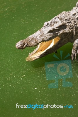 Crocodile Head With Open Jaws Closeup Stock Photo