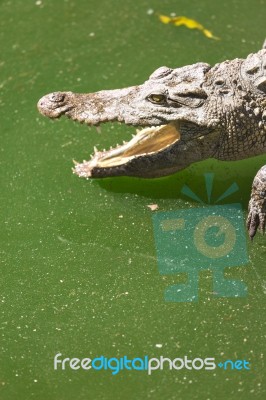 Crocodile Head With Open Jaws Closeup Stock Photo