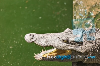 Crocodile Head With Open Jaws Closeup Stock Photo