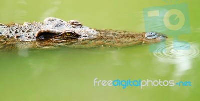 Crocodile Is Staring At You Stock Photo