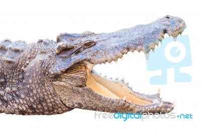 Crocodile Isolated On White Stock Photo