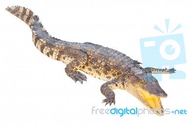 Crocodile Isolated On White Stock Photo