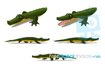 Crocodile Isolated On White Background Stock Image