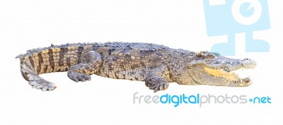 Crocodile Isolated On White Background Stock Photo