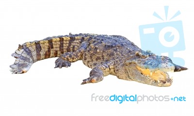 Crocodile Isolated On White Background Stock Photo