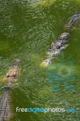 Crocodile Meet Friend Stock Photo